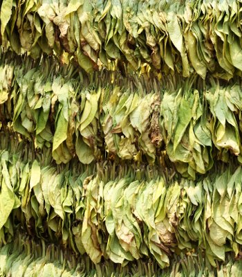 Plants drying on a rack